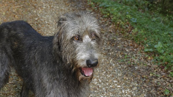 Attentive Irish Wolfhound (Canis lupus familiaris)