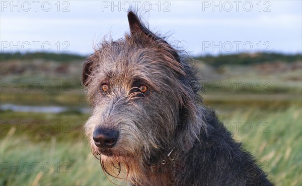 Irish wolfhound (Canis lupus familiaris) close-up in the evening sun