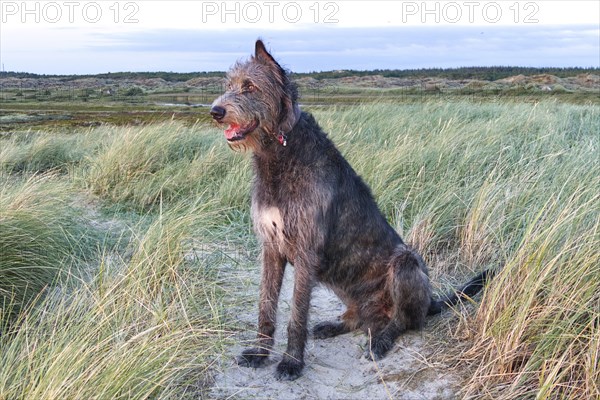 Irish wolfhound (Canis lupus familiaris) sits in the dunes near Bjerregard and watches the sunset
