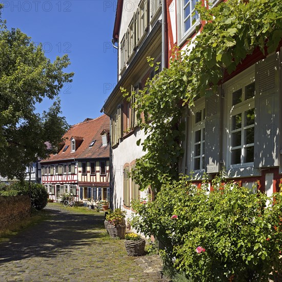 Listed half-timbered houses on the Burggraben in the historic centre of Frankfurt-Höchst, Frankfurt