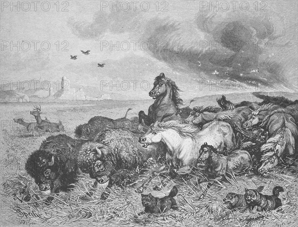 Wild horses and bison flee in panic from a prairie fire, Montana, 1895, USA, Historical, digitally