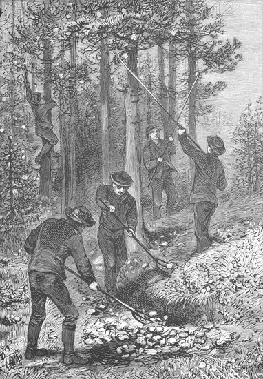 Pine processionary moth, Thaumetopoea pinivora, Traumatocampa pinivora, Cutting of the spun bales