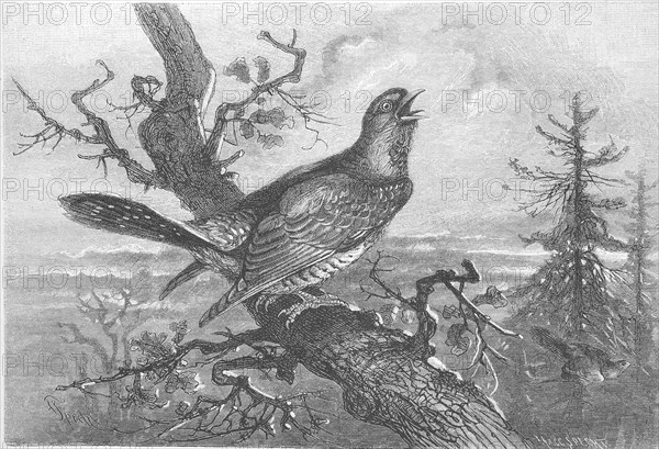Cuckoo, Cuculus canorus, sits on a branch and calls, Historical, digitally restored reproduction