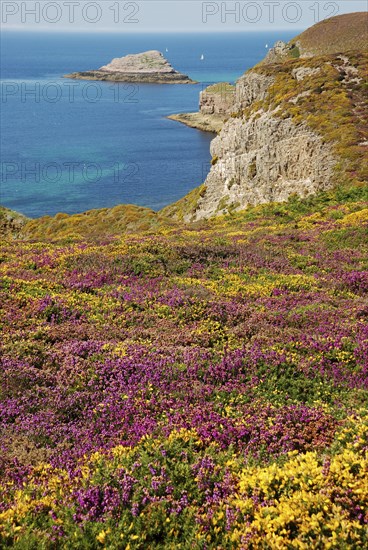 Cap Fréhel, 22 Cote d'Armor in July