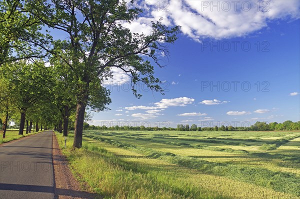 Landscape with green field, trees and a road under a blue sky, Lüchow-Dannenberg, Wendland, Lower