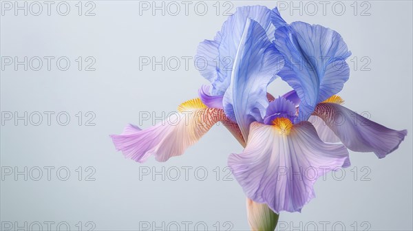 Pale iris flower with light blue and pink petals in soft pastel tones exuding grace, AI generated