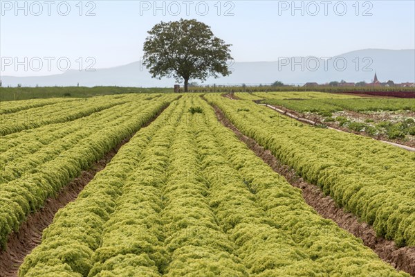 Salad fields, vegetable growing, Southern Palatinate, Palatinate, Rhineland-Palatinate, Germany,
