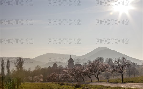 Almond tree blossom, almond tree (Prunus dulcis), Siebeldingen, German Wine Route, also Southern