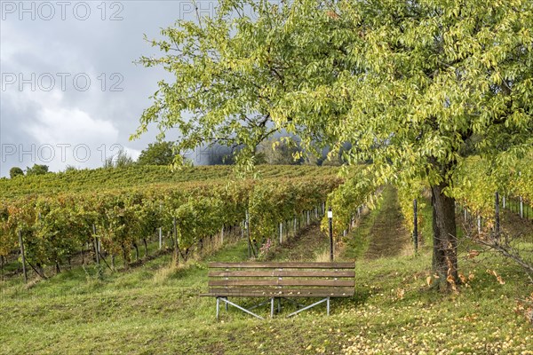 Vineyard, almond tree with fruit, Birkweiler, Southern Palatinate, German or Southern Wine Route,