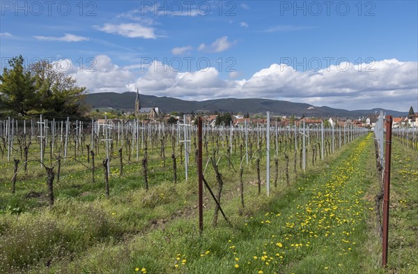View of Edenkoben, German or Southern Wine Route, Southern Palatinate, Palatinate,
