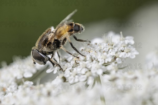 Dead head fly (Myathropa florea), Emsland, Lower Saxony, Germany, Europe