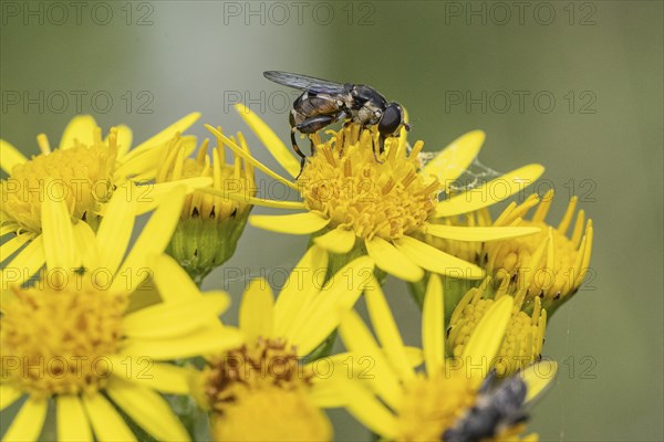 Thick-legged hoverfly (Syritta pipiens), Emsland, Lower Saxony, Germany, Europe