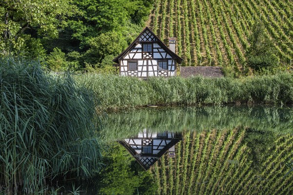 Historic half-timbered house and vineyard reflected in a pond Ittingen Charterhouse,