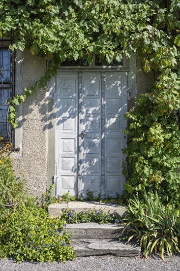 Old wooden door surrounded by vines, Ittingen Charterhouse, Warth-Weiningen near Frauenfeld, Canton