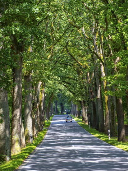 Trabant, Trabbi, on an avenue near Neuruppin, Brandenburg, Germany, Europe