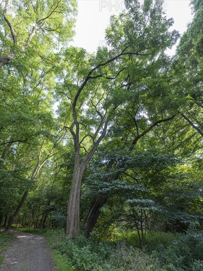 Tree on the banks of the Havel, Fürstenberg/Havel, Brandenburg, Germany, Europe