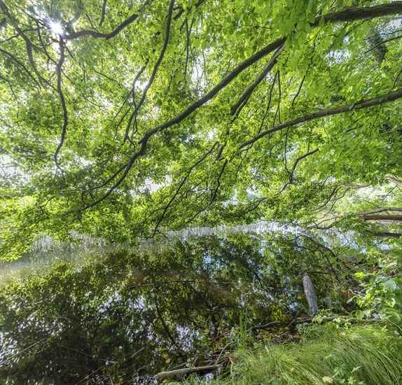 Tree branches reflected in the Havel, Fürstenberg/Havel, Brandenburg, Germany, Europe