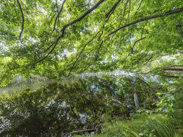 Tree branches reflected in the Havel, Fürstenberg/Havel, Brandenburg, Germany, Europe