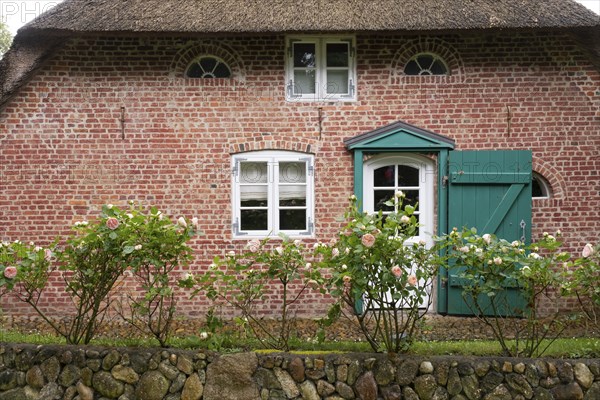 Roses in front of the façade of a typical Frisian house, Amrum, North Sea island, North Frisia,
