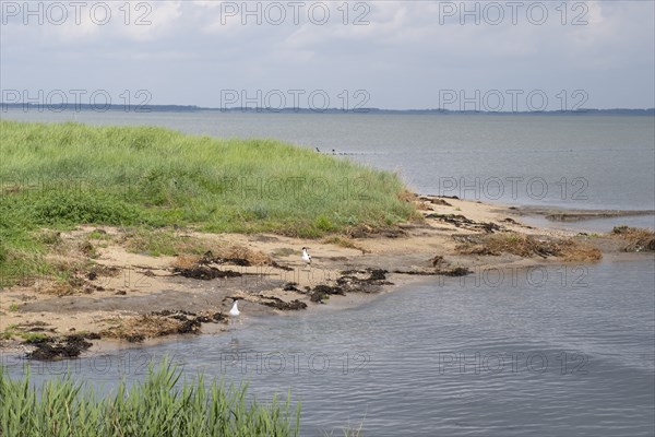 Two avocets (Recurvirostra avosette) standing on the North Sea coast, marram grass, Amrum, North