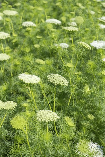 Toothpick-plant (Ammi visnaga) also known as toothpick carrot, medicinal plant, flowering time in