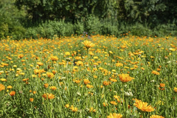 Field marigold (Calendula arvensis) in a field, medicinal plant, Ittingen Charterhouse, Canton