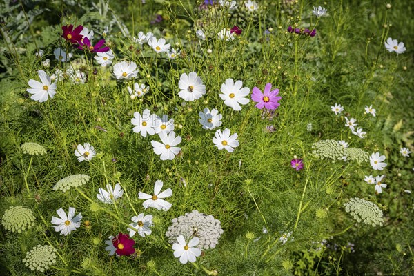 Mexican aster (Cosmos bipinnatus) and toothpick-plant (Ammi visnaga) also known as toothpick