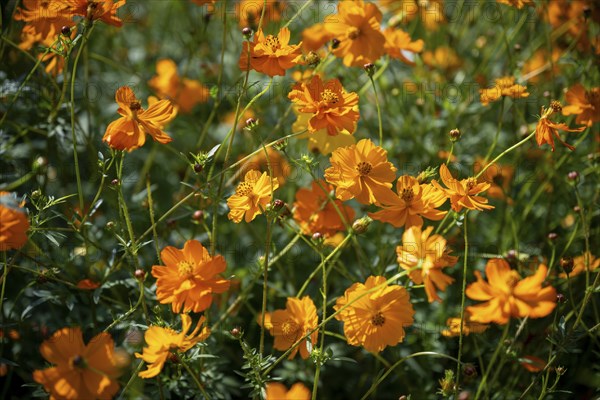 Yellow cosmos, Cosmos sulphureus, Yellow basket of jewellery, flowering time in June, July, Canton