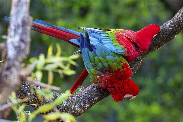 Red-and-green macaw (Ara chloropterus) Buraco das Araras Brazil#