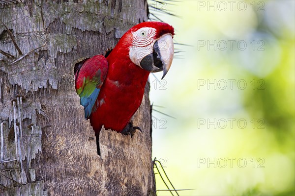 Red-and-green macaw (Ara chloropterus) Buraco das Araras Brazil#