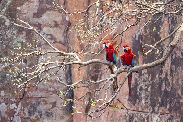 Red-and-green macaw (Ara chloropterus) Buraco das Araras Brazil#