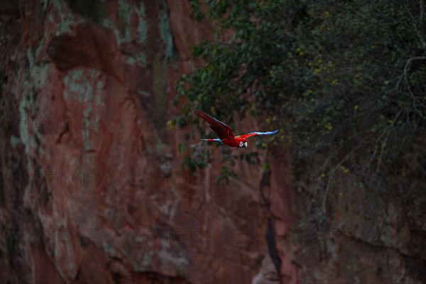Red-and-green macaw (Ara chloropterus) Buraco das Araras Brazil#