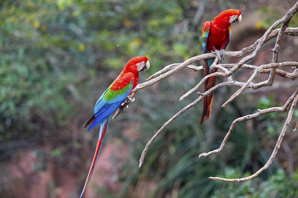 Red-and-green macaw (Ara chloropterus) Buraco das Araras Brazil#