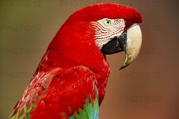 Red-and-green macaw (Ara chloropterus) Buraco das Araras Brazil