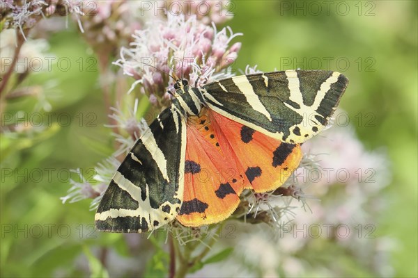 Jersey tiger (Euplagia quadripunctaria), sucking nectar on Hemp agrimony (Eupatorium cannabinum,