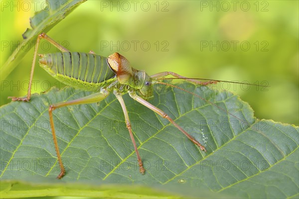 Steppe saddle grasshopper, saddle-backed bush cricket (Ephippiger ephippiger), male, Long-winged