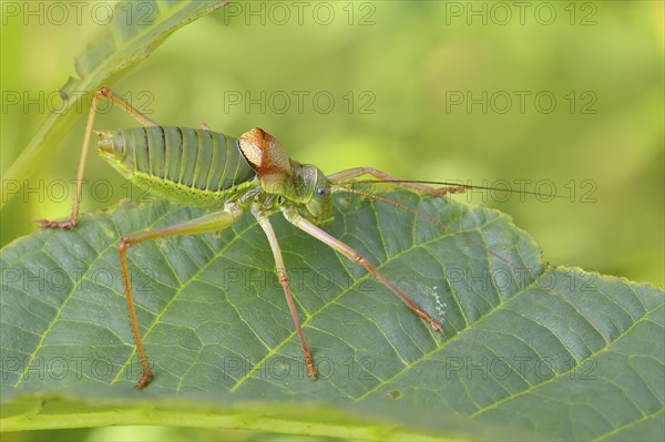 Steppe saddle grasshopper, saddle-backed bush cricket (Ephippiger ephippiger), male, Long-winged