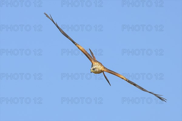 Red Kite (Milvus milvus) Red Kite, Montagu's Harrier, Montagu's Harrier, in flight, wildlife, bird