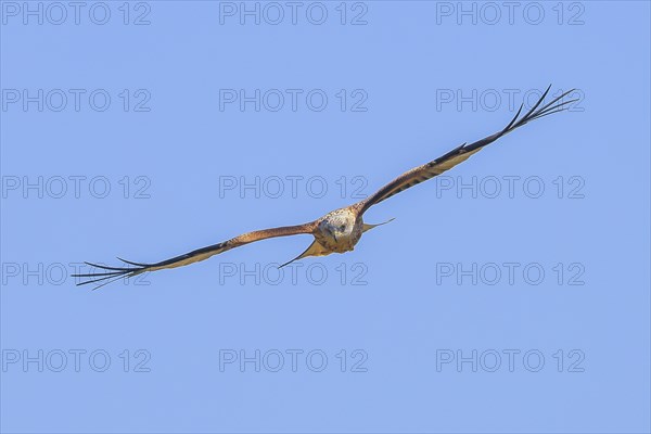 Red Kite (Milvus milvus) Red Kite, Montagu's Harrier, Montagu's Harrier, in flight, wildlife, bird