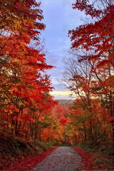 Autumn forest with leaves in varying shades of amber red and yellow in golden hour sunlight, AI