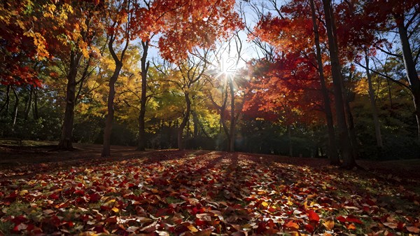 Autumn forest with leaves in varying shades of amber red and yellow in golden hour sunlight, AI