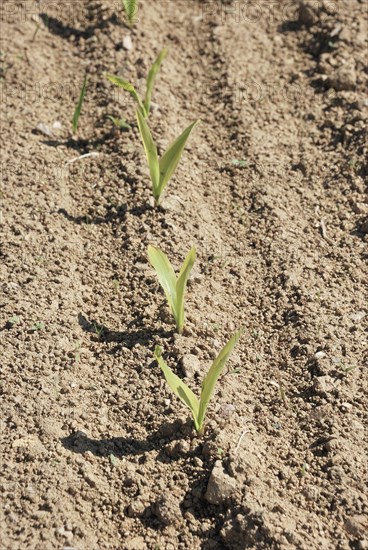 Young plants sprouting in rows from the soil in a field, showcasing early stages of agricultural