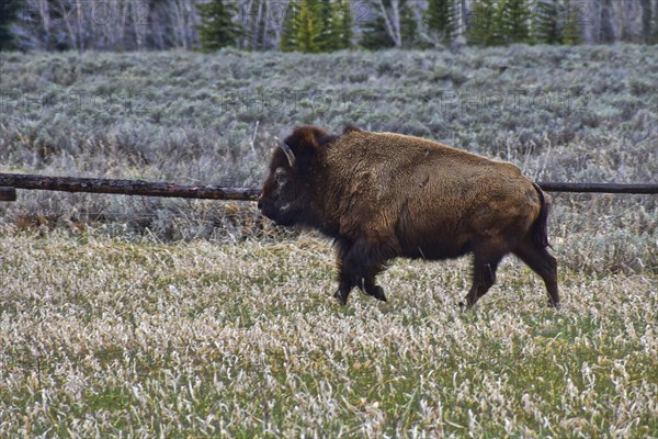 American Bison. Grand Teton National Park. Wyoming, United States, North America