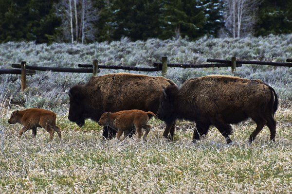American Bison. Grand Teton National Park. Wyoming, United States, North America