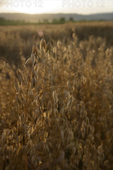 Grain field with oats in the evening light, summer, July, field, agriculture, agriculture,