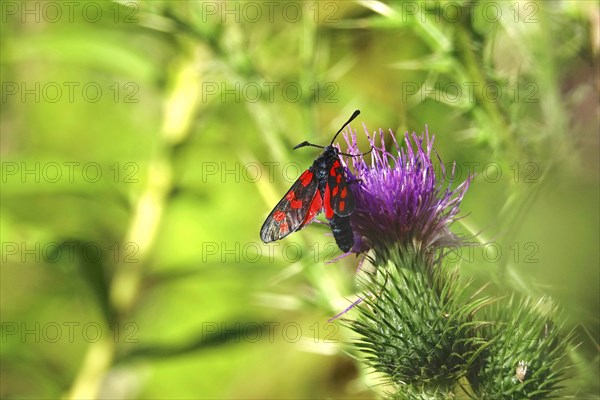 Zygaena filipendulae, Six-spotted Ragwort, July, Saxony, Germany, Europe