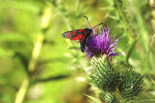 Zygaena filipendulae, Six-spotted Ragwort, July, Saxony, Germany, Europe
