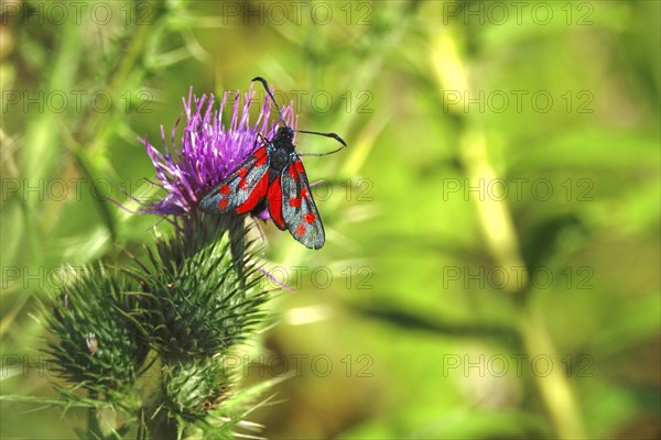 Zygaena filipendulae, Six-spotted Ragwort, July, Saxony, Germany, Europe