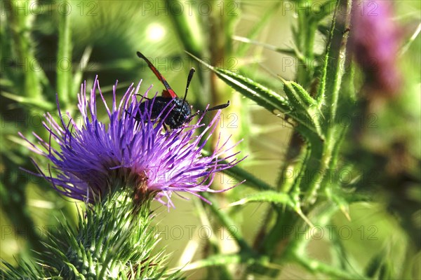 Zygaena filipendulae, Six-spotted Ragwort, July, Saxony, Germany, Europe