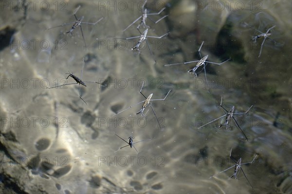 Common pond skater (Gerris Lacustris) on a pond, July, Germany, Europe